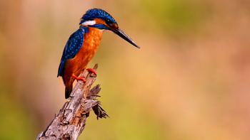 Reni Pani Jungle Lodge: Eisvogel