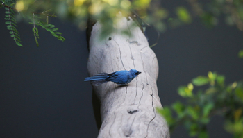 Richard's River Camp: Lazulischnäpper