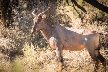 Rra Dinare Camp: Leierantilope