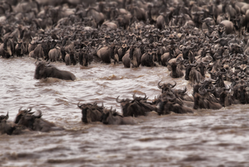 Serian Serengeti Lamai: Migration Crossing