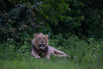 Sungani Lodge Sungani Lodge: Löwe