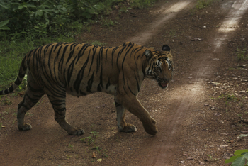 Tathastu Resort Tadoba: Tiger CHoti Madhu