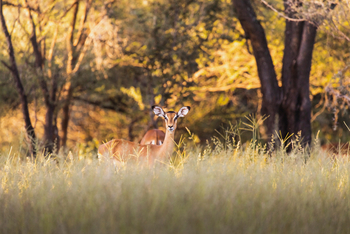 Thamo Telele: Impala