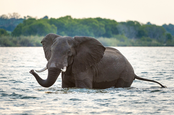 Toka Leya Camp Toka Leya Camp: Elefant im Wasser