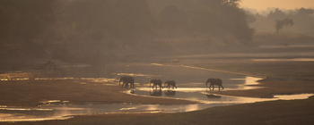 Track and Trail River Camp Track and Trail River Camp: Elefanten