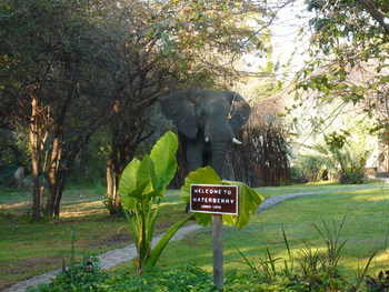 Waterberry Zambezi Lodge: Elefant auf dem Gelände