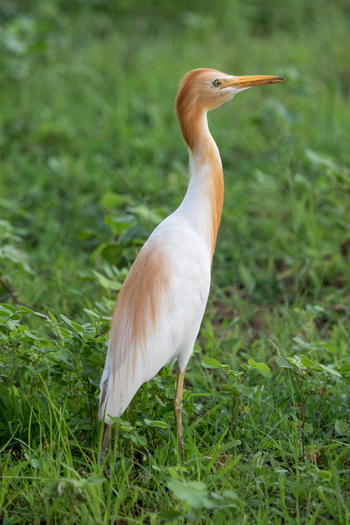 Asiatic Lion Lodge Asiatic Lion Lodge: Indian Pond Heron