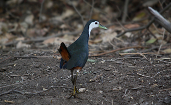 Asiatic Lion Lodge Asiatic Lion Lodge: White-breasted Waterhen