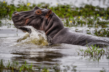 Chilo Ivory Trail Adventure: Nilpferdbulle