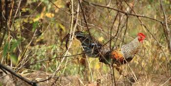 Denwa Backwater Escape: Forest Fowl