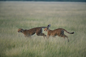 Kalahari Plains Camp: Geparden