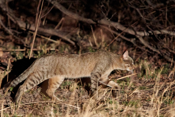 Konkamoya Lodge: Afrikanische Wildkatze