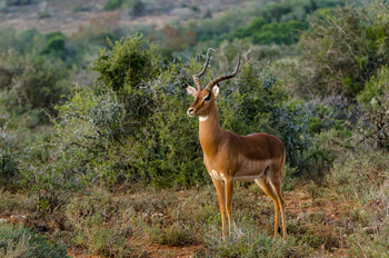 Kwandwe Private Game Reserve: Impala-Bock