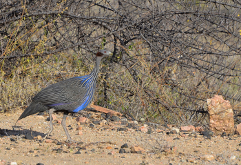 Lale's Camp: Geierperlhuhn
