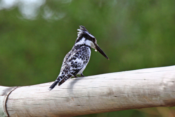Lebala Camp Lebala Camp: Graufischer