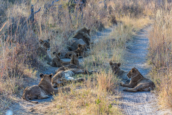 Lebala Camp Lebala Camp: Löwenrudel