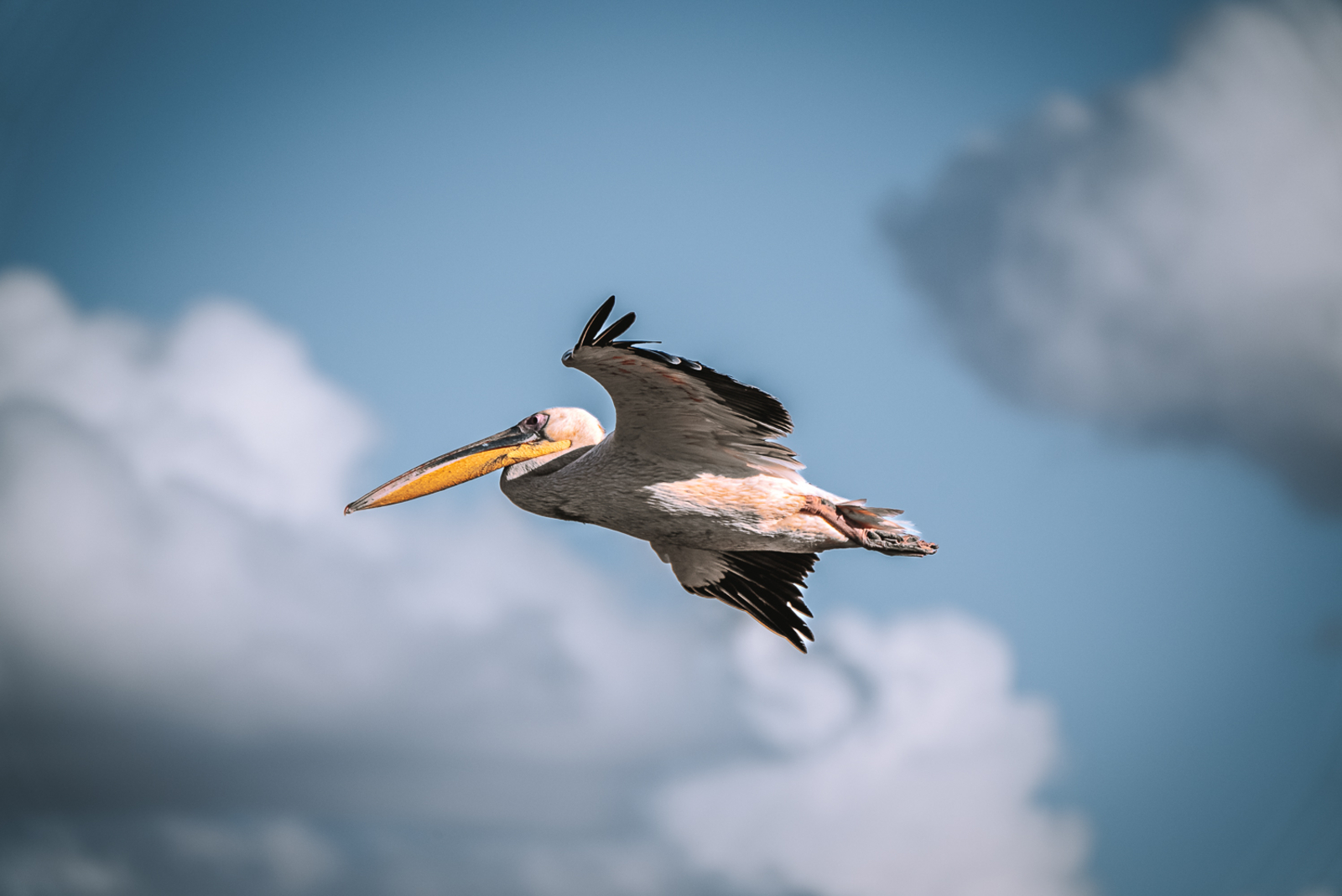 Lemala Mpingo Ridge Lodge Lemala Mpingo Ridge Lodge: Pelikan im Flug