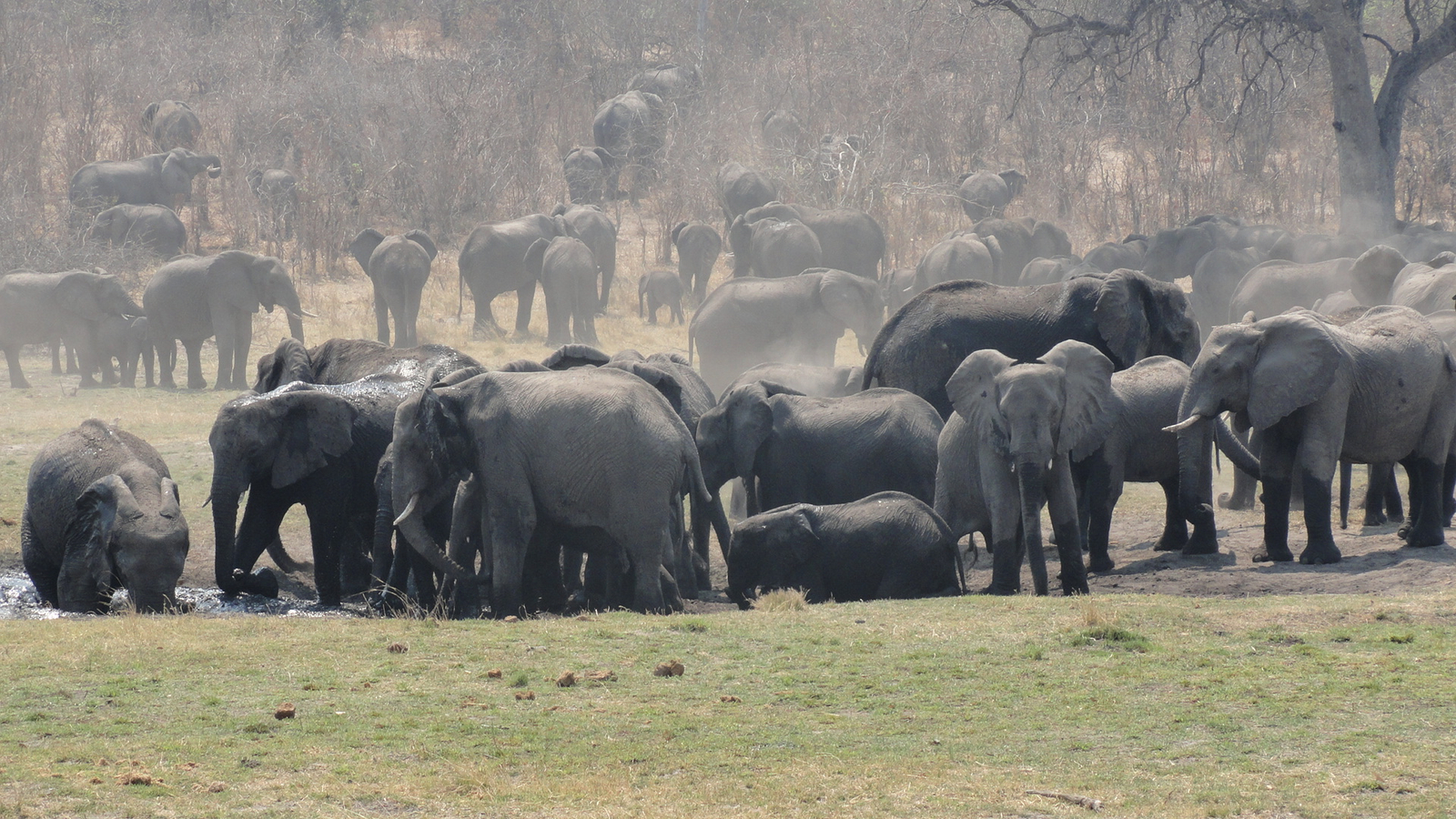 Lianshulu Lodge Lianshulu Lodge: Elefantenherde