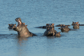 Linyanti Ebony Linyanti Ebony: Hippos