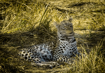 Little Machaba Camp: Leopard