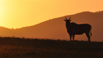 Loldia House: Elenantilope