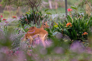 Loldia House: Impalas