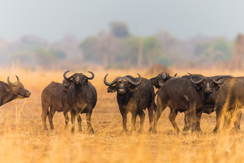 Luambe Camp: Büffelerde