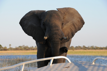 Macatoo Camp: Elefantenbulle