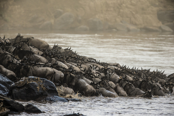 Mara Plains Camp: Ein Zebra viele Gnus
