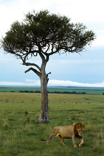 Mara Toto Tree Camp: Löwe