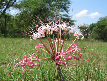 Mihingo Lodge: Fire Lily