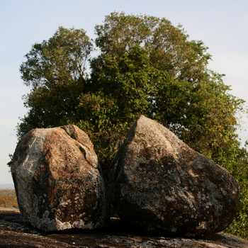Mihingo Lodge: Split-Rock-Tree
