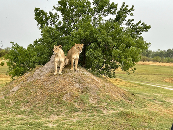 MmaTsebe Tented Camp: Löwen auf einem Termitenbau