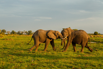 Mombo Camp: Kämpfende Elefanten