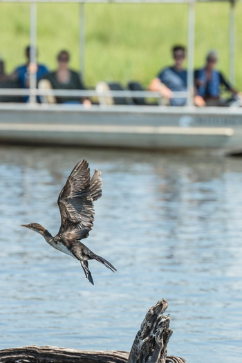 Muchenje Safari Lodge: Kormoran