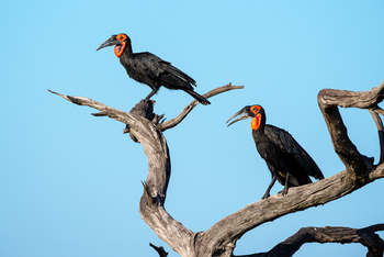 Muddy Teak Camp: Südlicher Hornrabe
