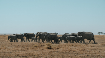 Nimali Serengeti Camp: Elefantenherde