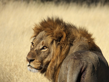 North Island Okavango Camp North Island Okavango Camp: Löwe
