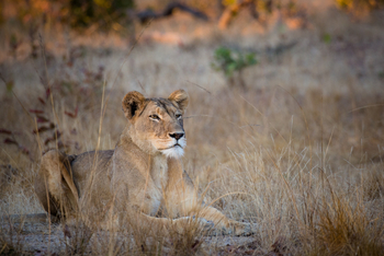 Ntemwa Busanga Bushcamp Ntemwa Busanga Bushcamp: Löwin