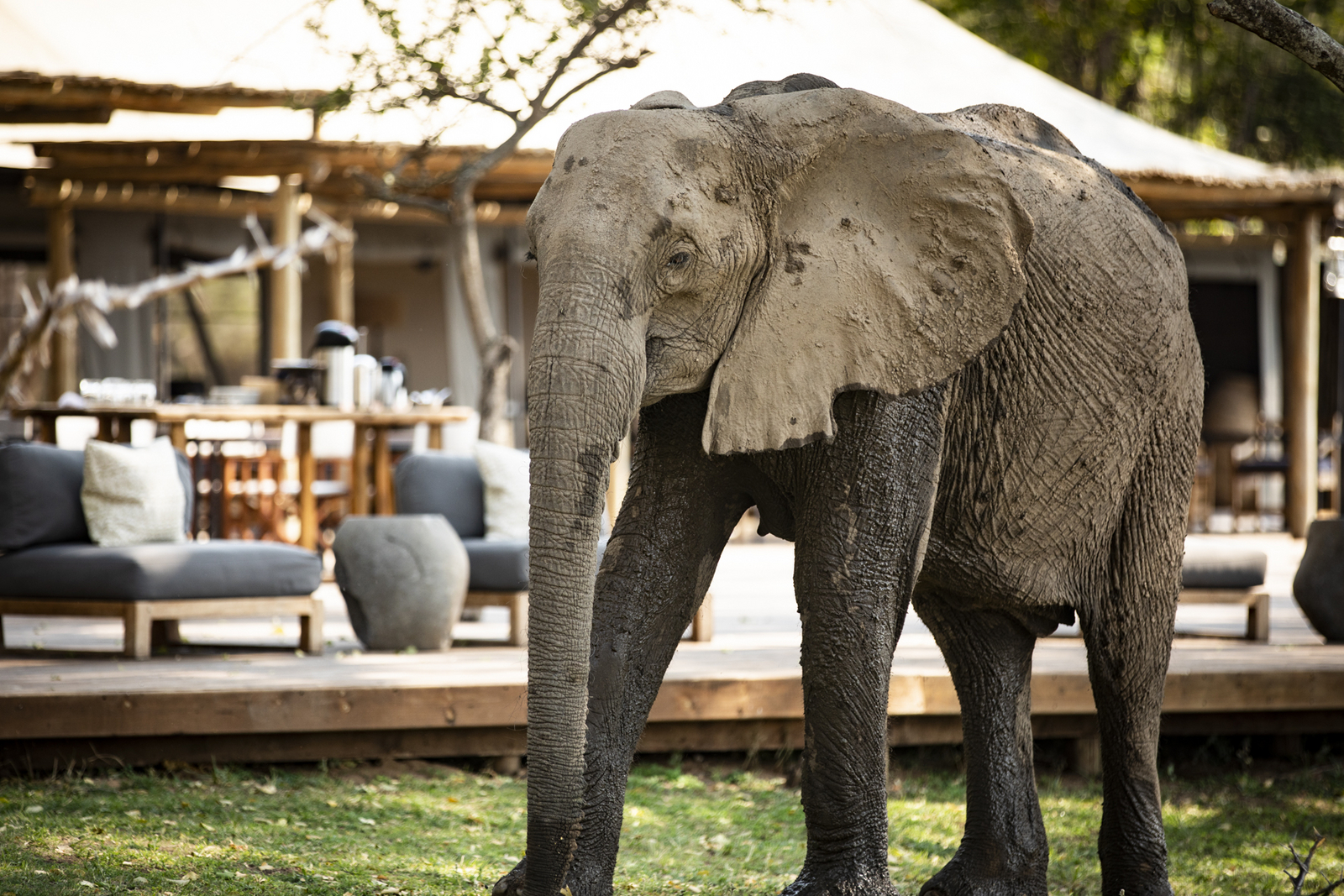 Ruckomechi Camp Ruckomechi Camp: Elefant vor Camp