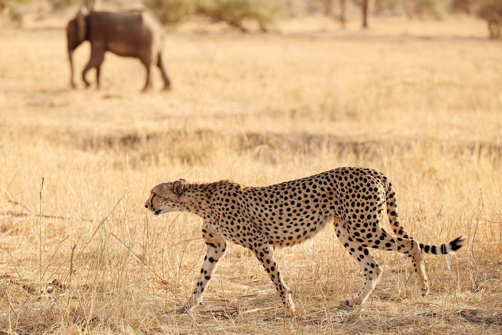 Sanctuary Swala Sanctuary Swala