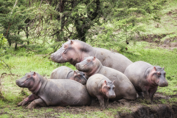Saruni Eagle View Saruni Eagle View: Nilpferdfamilie