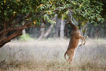 Sawai Vilas: Axishirsch bei der Nahrungssuche