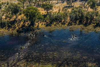 Selinda Camp: Elefantenherde im Fluss