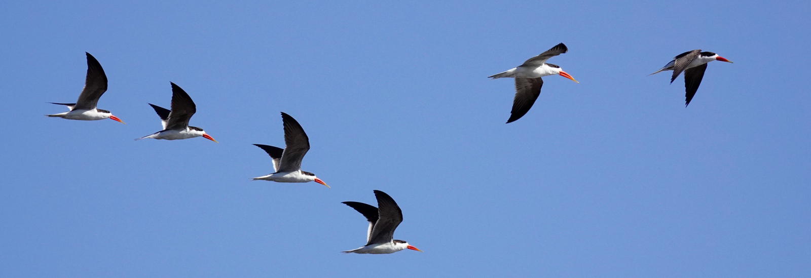 Setari Camp Setari Camp: Afrikanische Scherenschnäbel