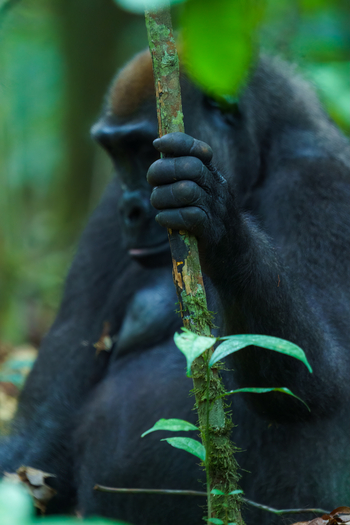Sette Cama Eco Camp: Flachlandgorilla