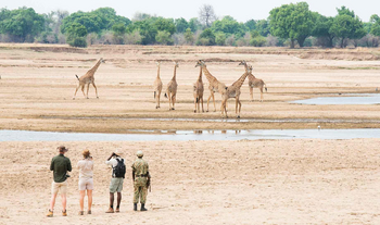 Shenton Safaris: Walking Safari