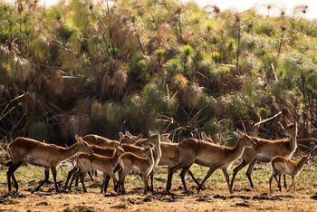 Shumba Camp Shumba Camp: Pukus