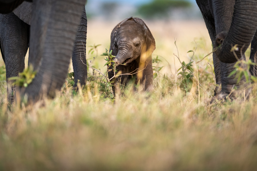 Sinigita Grumeti Game Reserve