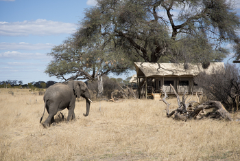 Somalisa Expeditions Camp: Elefant vor Zelt
